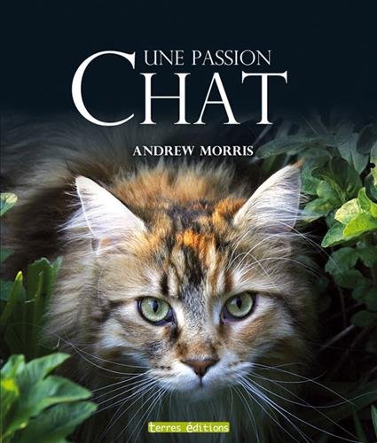 Chat